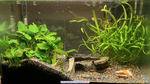 Aquarium short // aquarium timelapse ? ? // Short 017 смотреть онлайн