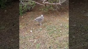 Птенцы чайки подросли и учатся летать.