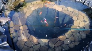 Пруд принял своих жителей. Золотые рыбки в пруду.