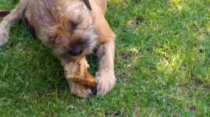 DOG VLOG: с собакой в Каринтии