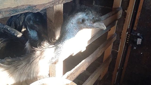 а вы любите яблоки так, как наши страусы? смотреть онлайн