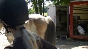 Шотландские тяжеловозы Clydesdale