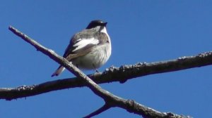 Песня мухоловки-пеструшки ( Ficedula hypoleuca )