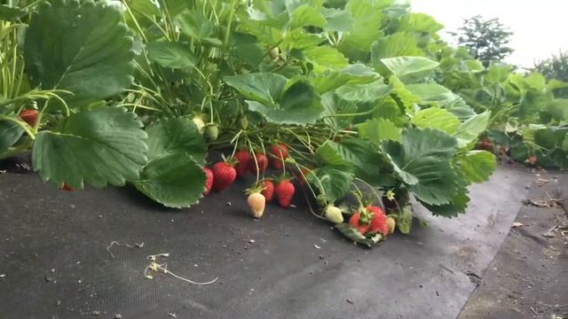 Клубника Азия и Альба, продолжают радовать своим урожаем! смотреть онлайн