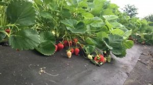 Клубника Азия и Альба, продолжают радовать своим урожаем!