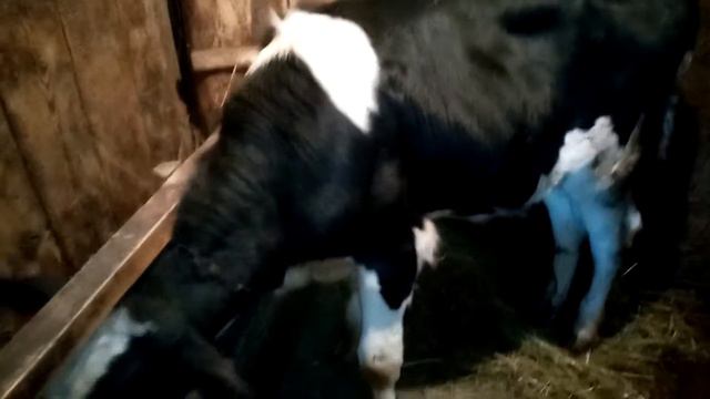 У бычка на ноге опухоль смотреть онлайн