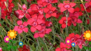 Гвоздика травянка Леучтфинк. Краткий обзор, описание характеристик dianthus deltoides Leuchtfunk