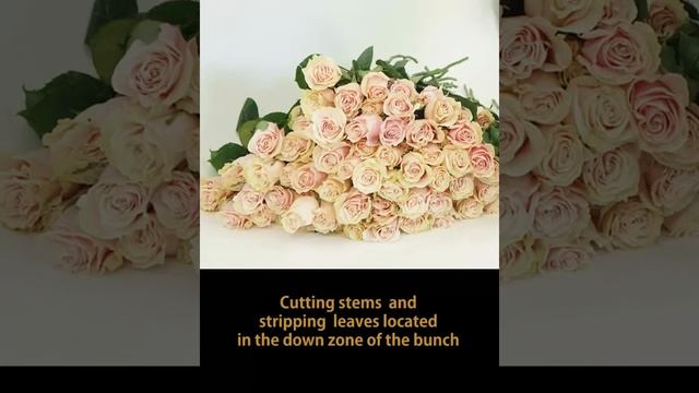 Hand Tied Bouquet Tutorial 100 Pink Mondial Roses