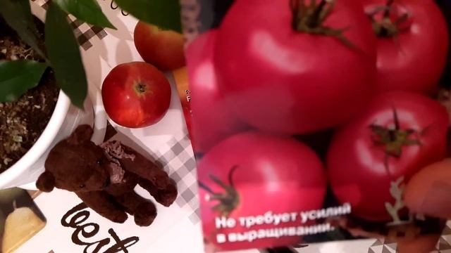 Обзор семян томатов. Посеяла суперранние помидоры. Выращу на окне Северянина