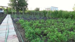 Капельный полив своими руками.Автоматизация полива.