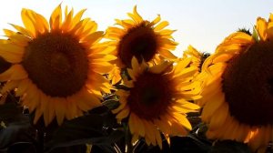 ФУТАЖ Подсолнухи -