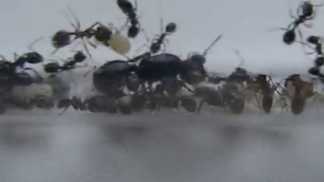 Messor Structor смотреть онлайн