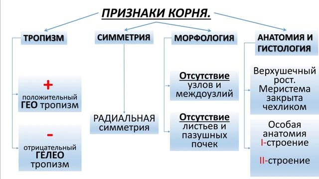 ВВЕДЕНИЕ В МОРФОЛОГИЮ РАСТЕНИЙ  МОРФОЛОГИЯ КОРНЯ