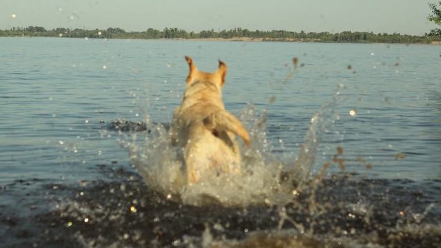 Собака в Квартире. Распорядок Квартирного Лабрадора смотреть онлайн