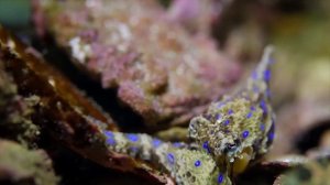 Синекольчатый осьминог. Самый ядовитый осьминог в мире