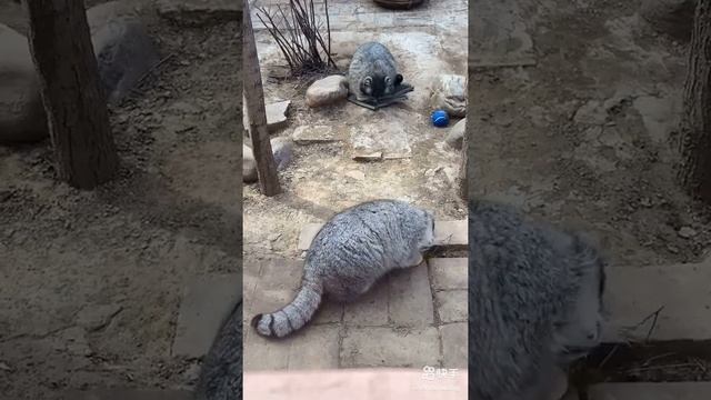 Какой взгляд!! Милые пушистые. Кошачья порода