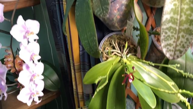 Hемного зимних орхидей. Cравниваем две Phal. Philadelphia смотреть онлайн