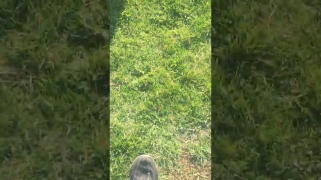 Встретил ворону назвал его Володя смотреть онлайн