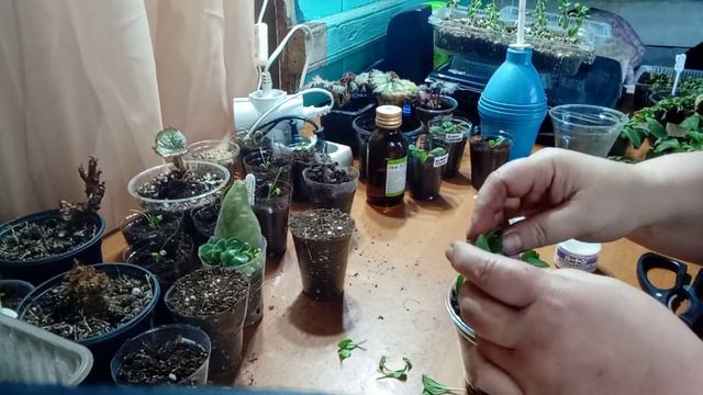 черенкование вегетативной петунии ч 2 смотреть онлайн