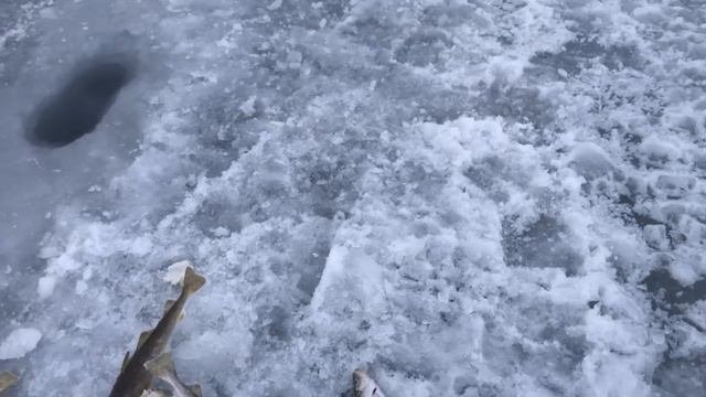 Новогодняя навага