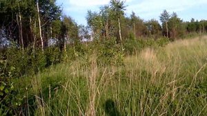 Продается 15 сот. Малоярославецкий р-н, д.Кашурино