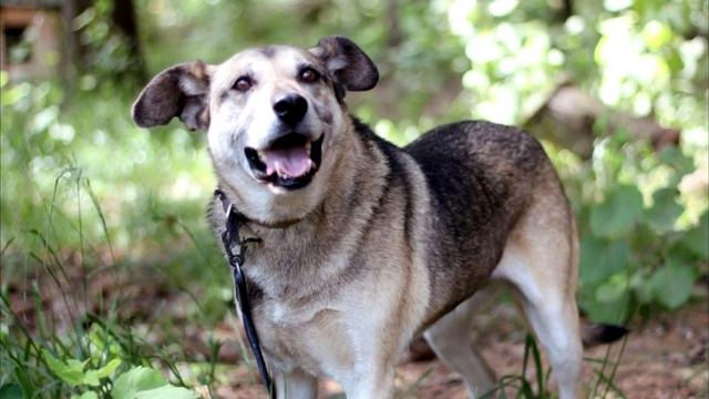 Ветеринары видели такое в первый раз. Они были шокированы от состояния собаки! смотреть онлайн