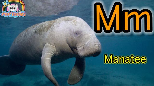 Sea Animals name AtoZ |whale, shark , octopus, turtle, jellyfish,ocean life for kids  @Poptoons3205