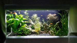 Aquael glossy 120 with Livebearers