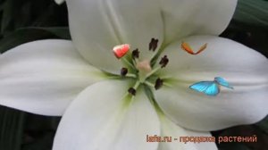 Лилия ла-гибрид Ричмонд (lilium) ? ла-гибрид лилия Ричмонд обзор: как сажать, луковицы лилии Ричмон