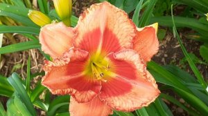 лилейник FOX HUNTER