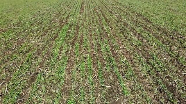 Борона ротационная БМР-12 в работе смотреть онлайн