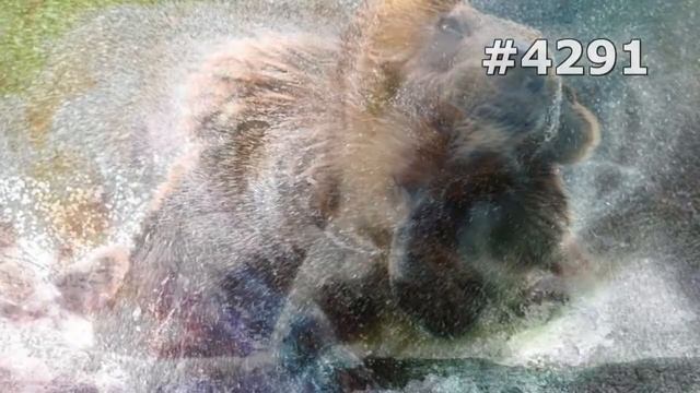 #4291. Медведи (В мире животных) смотреть онлайн