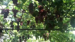 Ультра ранние и ранние сорта  винограда.Тел-098 115 04 16 Анатолій