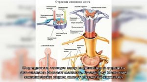 Защемление нерва у собаки: симптомы и лечение