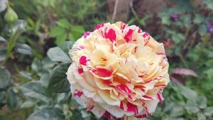 Роза Ванилла Фрейз