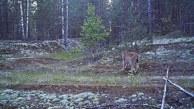 Керженский заповедник. Самец рыси обследует дерево, помеченное самкой. смотреть онлайн