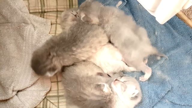 ХВАТИТ СПАТЬ!! Сказка про котят с озвучкой. Каждый котик такой смотреть онлайн