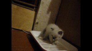 Невская маскарадная кошка.