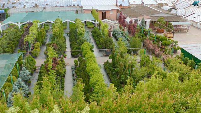 "Агро-Флора" Питомник декоративных растений смотреть онлайн