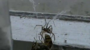 Паук против осы, кто победит ???_Spider vs. wasp, who would win ???