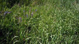 Похождение в село Истленьево