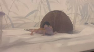 ЭУБЛЕФАР ОХОТИТСЯ! ОХОТА на СВЕРЧКОВ! Кормление геккона эублефара. Как кормить эублефара?