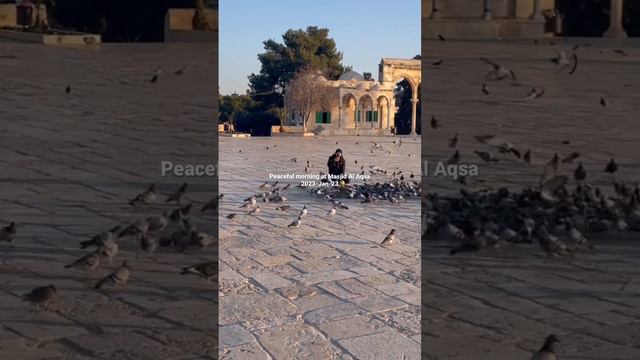 Peaceful morning at Masjid Al Aqsa