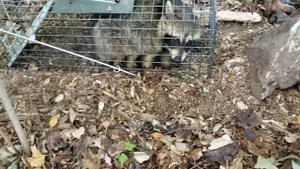 Поймали енота в Ловушке. Caught a raccoon in a trap🦝🦝🦝🦝🦝