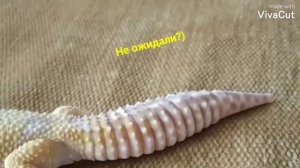 Почему У Эублефаров Такой Толстый Хвост?