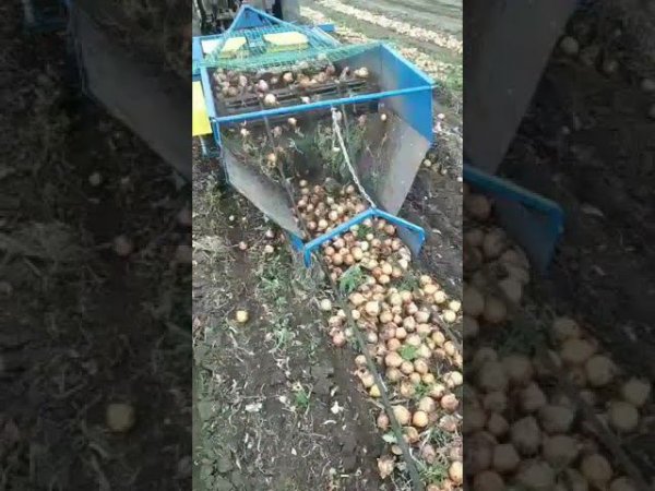 КОПАЛКА ДЛЯ ЛУКА КЛ 1,4 В РАБОТЕ