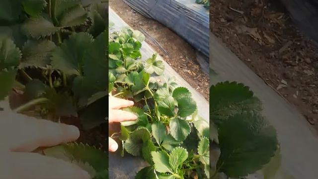 Клубника в теплице после сильных морозов. смотреть онлайн