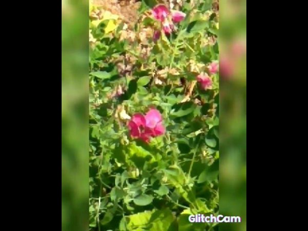 DRIMS of roses , мечты о розовых кустах, цветение Розы,цветение розы