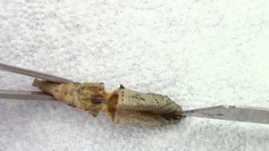 ЧТО ВНУТРИ КОКОНА? Из кокона в бабочку