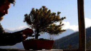 Nursery grown mugo pine FULL bonsai styling - Arkefthos Bonsai